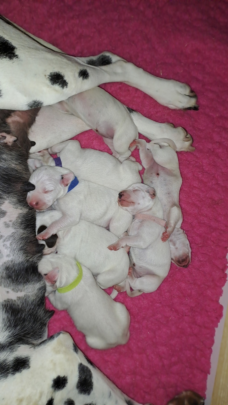 Chiots 2025