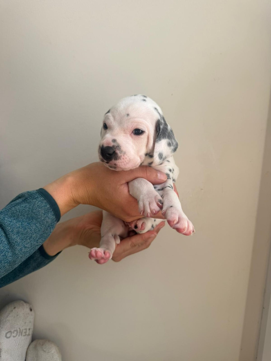 Du Soleil De Glace - Chiots disponibles - Dalmatien