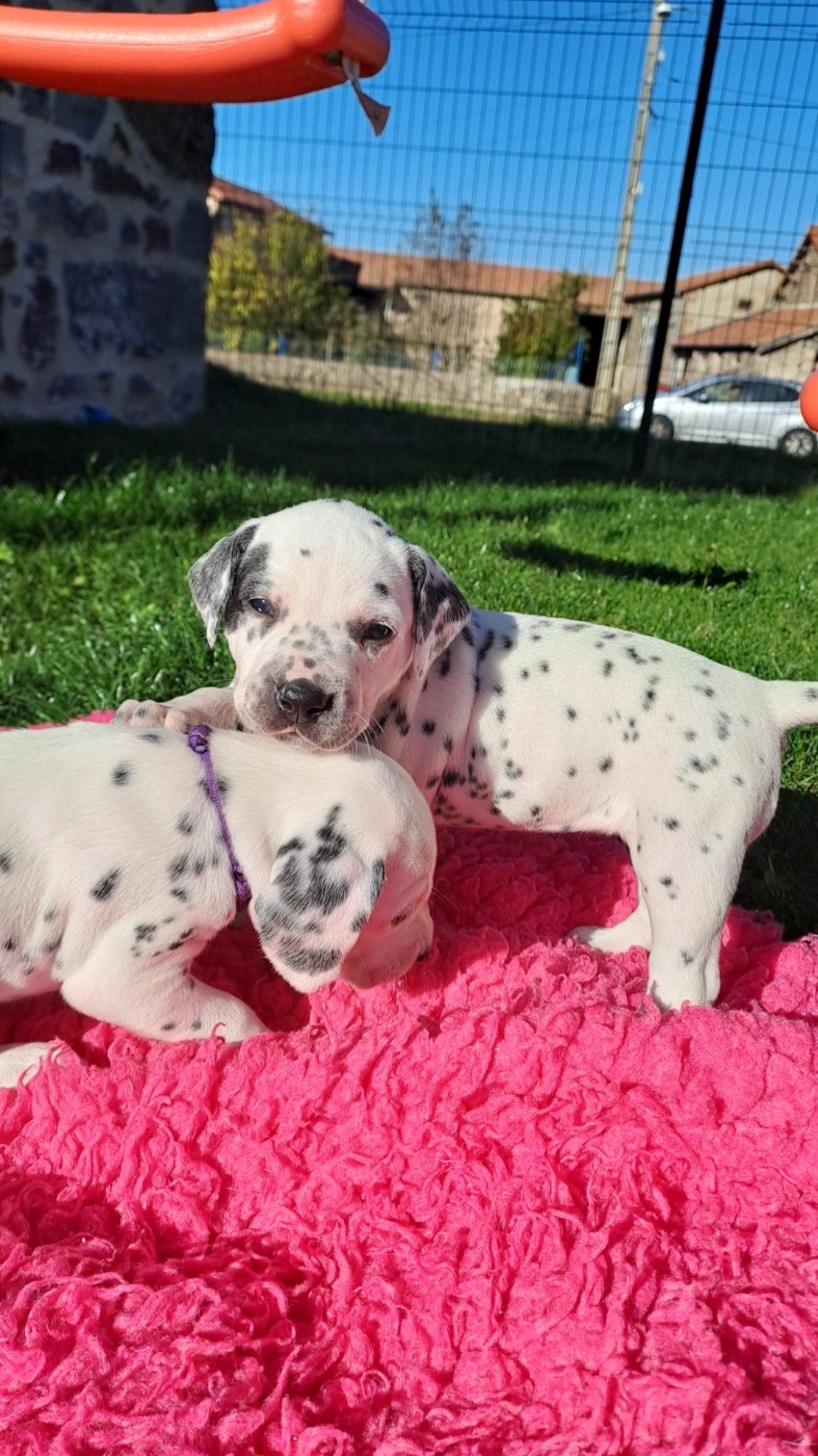 Du Soleil De Glace - Chiots disponibles - Dalmatien