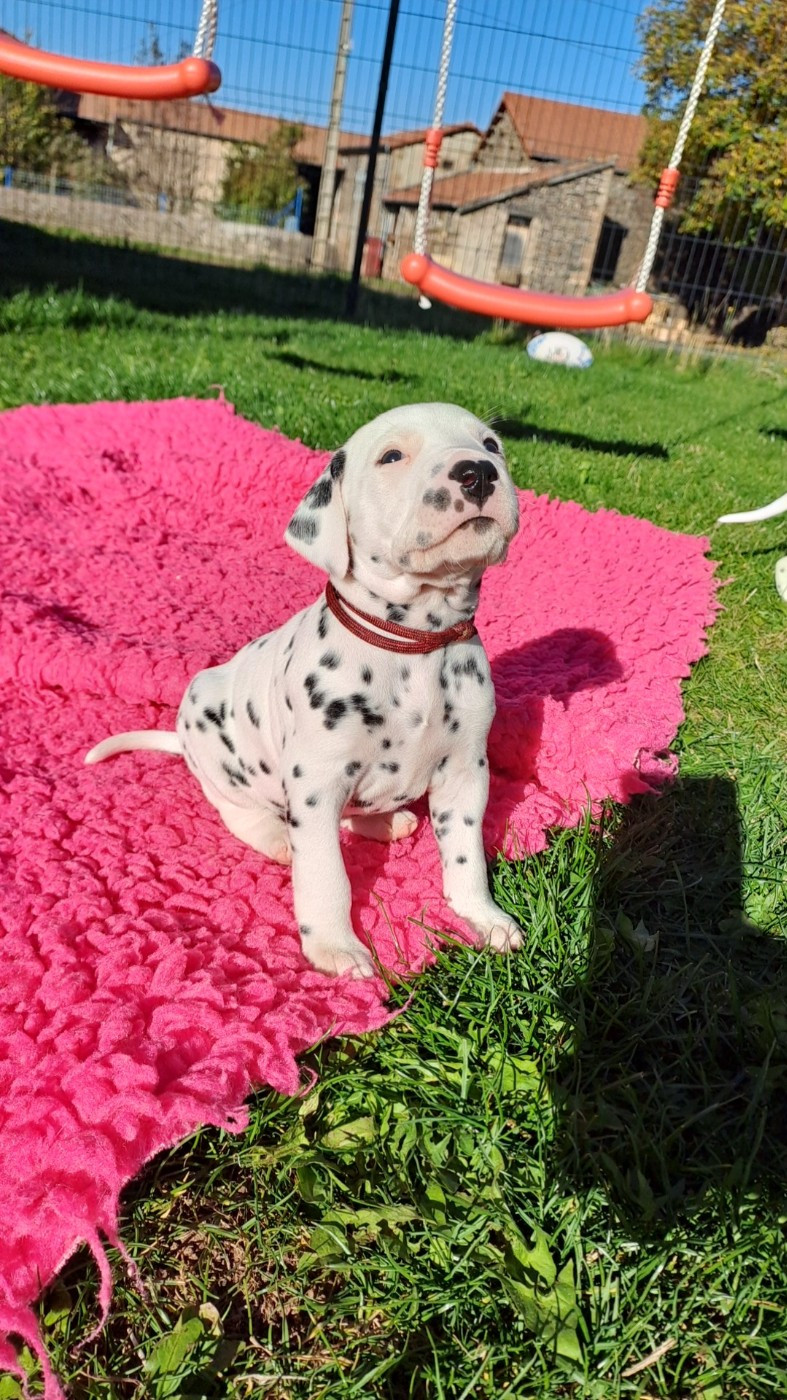 Du Soleil De Glace - Chiots disponibles - Dalmatien