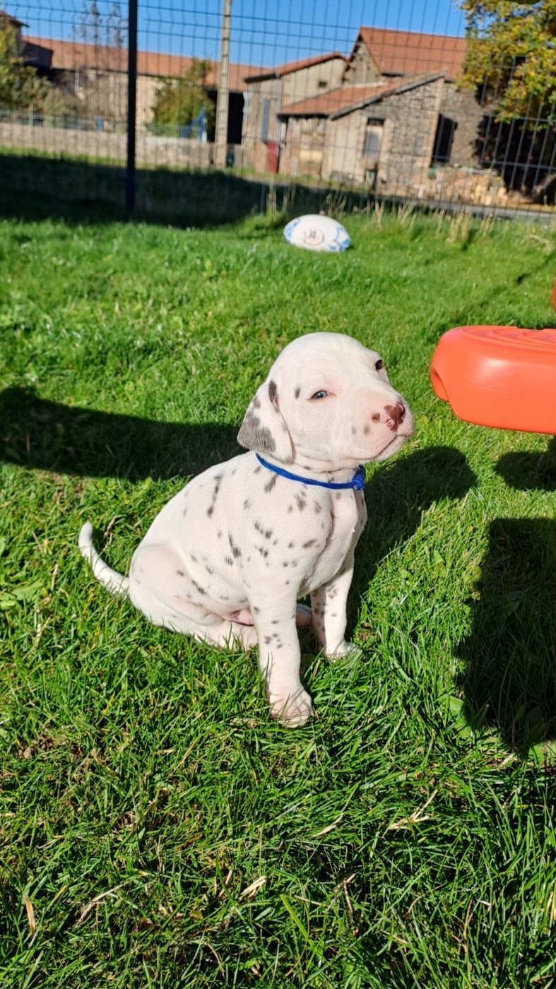 Du Soleil De Glace - Chiots disponibles - Dalmatien