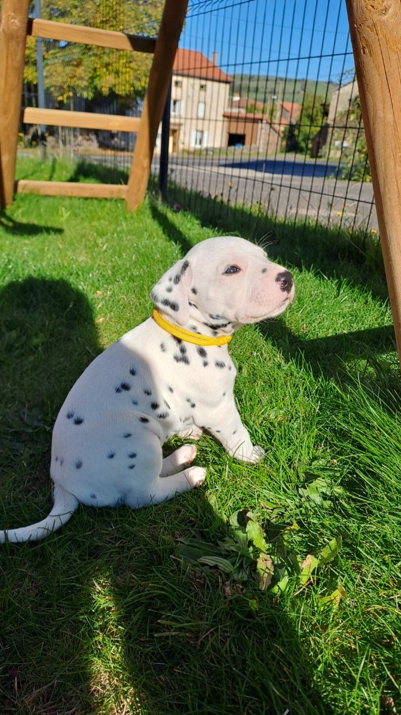 Du Soleil De Glace - Chiots disponibles - Dalmatien