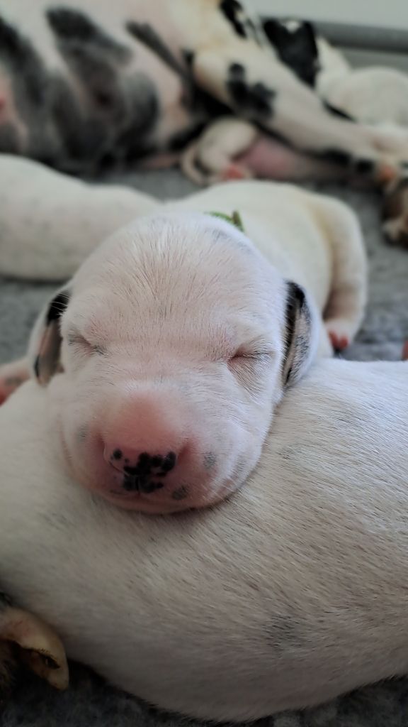 Du Soleil De Glace - Chiots disponibles - Dalmatien