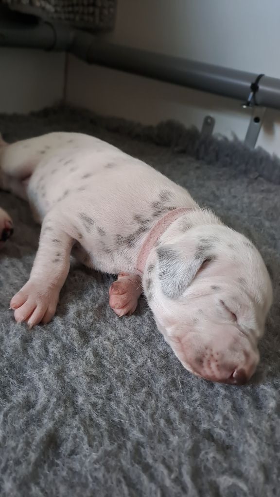 Du Soleil De Glace - Chiots disponibles - Dalmatien