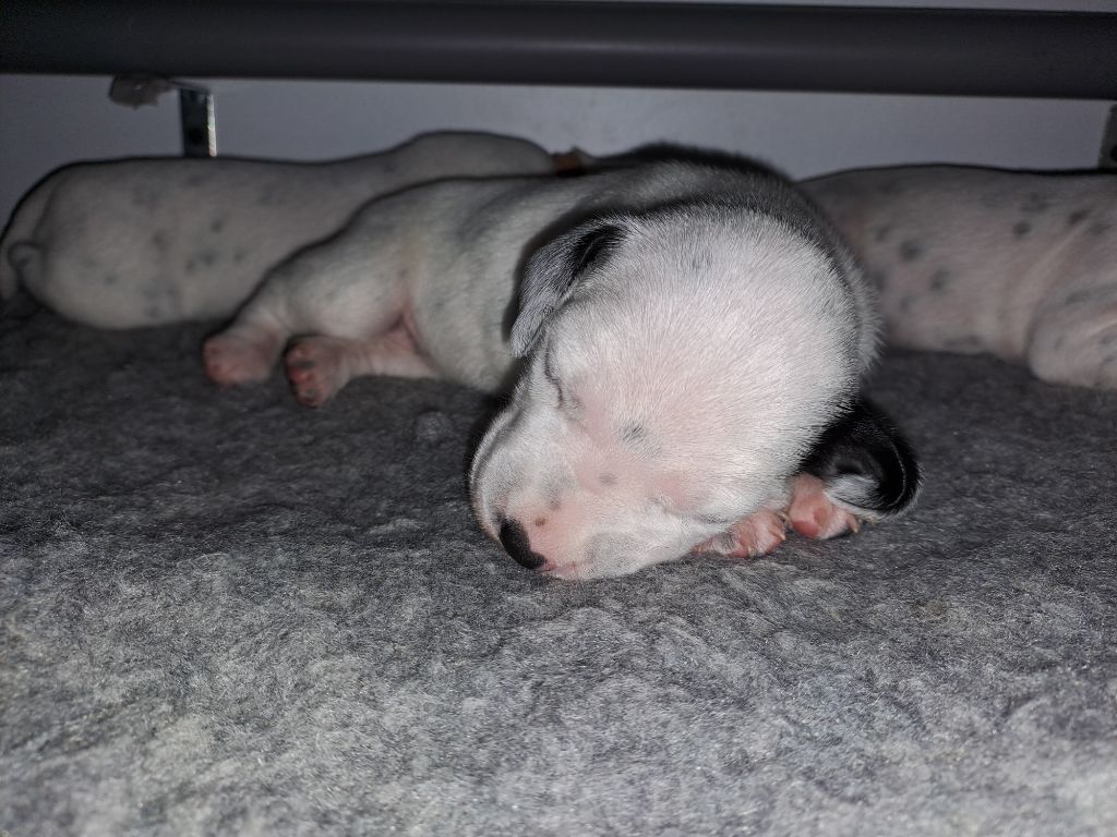 Du Soleil De Glace - Chiots disponibles - Dalmatien