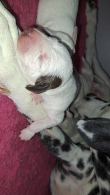 CHIOT