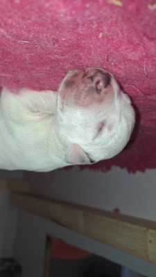 CHIOT