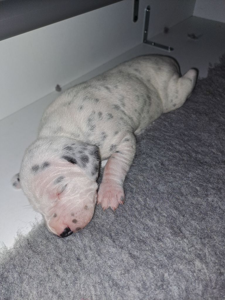 Du Soleil De Glace - Chiots disponibles - Dalmatien